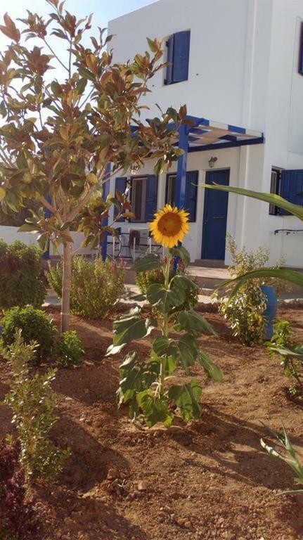 Ninemia Studios Serifos Island Dış mekan fotoğraf